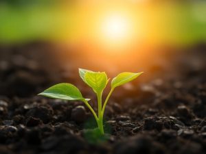 Un copac încolțind din pământ, simbolizând creșterea.